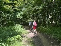 In the woods near Osgodby